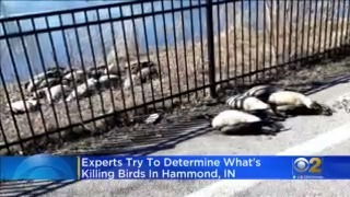 'It's Emotionally A Rollercoaster': Dead Wildlife In Wolf Lake Worries Residents In Hammond, Indiana