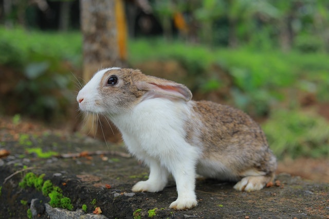 Different Breeds of Rabbit